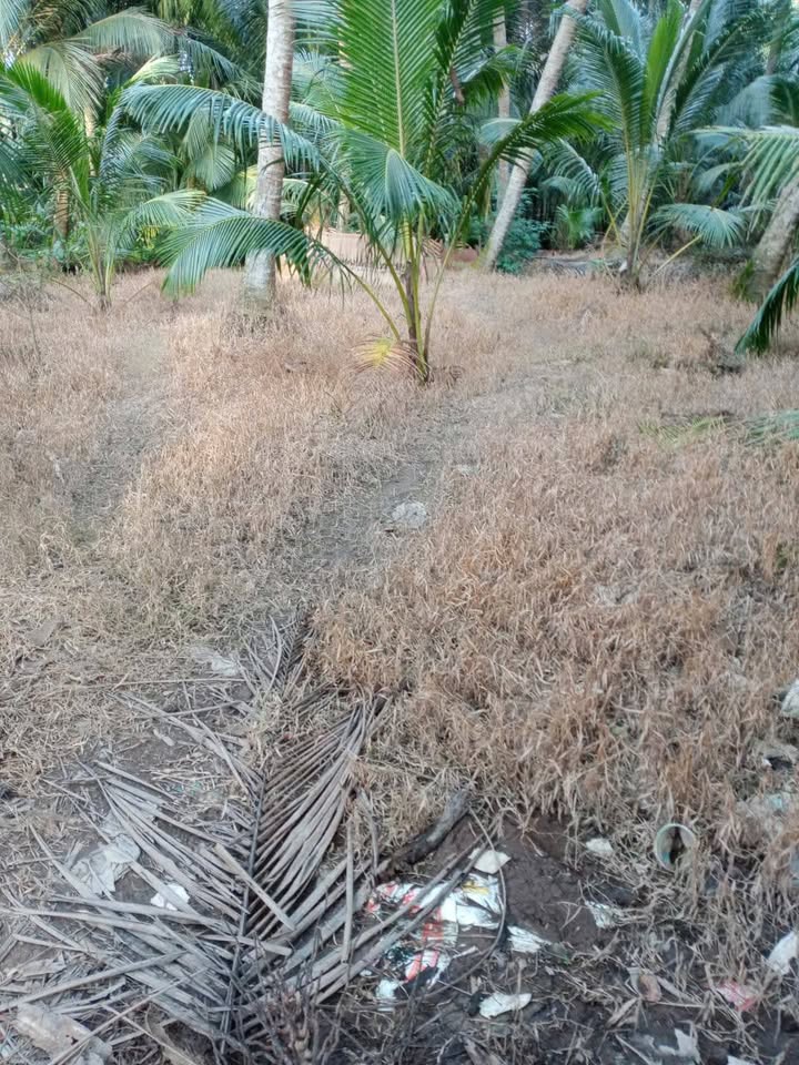 Đất nền Tân Hùng 8000m² giá 3.99 tỷ - Cơ hội đầu tư tuyệt vời!