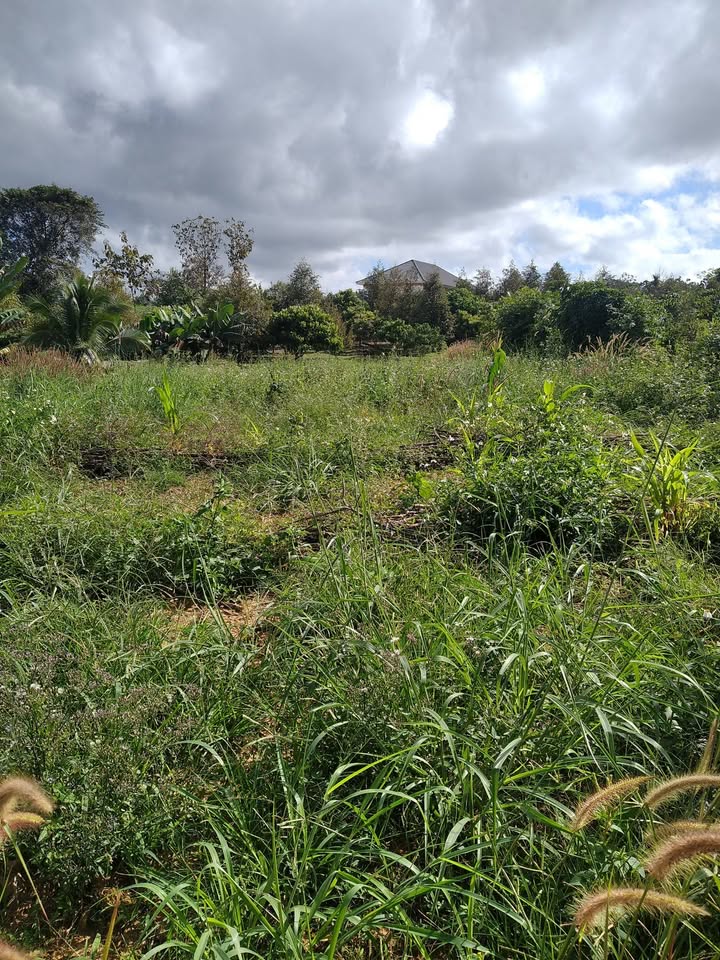 Đất nền 570m² tại Thị trấn Đắk Mâm, huyện Krông Nô, giá 4.185 tỷ - Đầu tư sinh lời ngay!