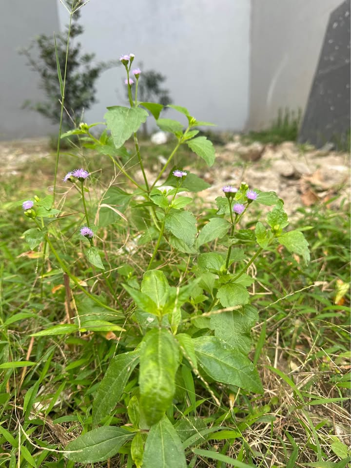 Đất vàng phố Lê Lợi, Hà Đông 50m² giá 8 tỷ - Cơ hội đầu tư đáng giá!