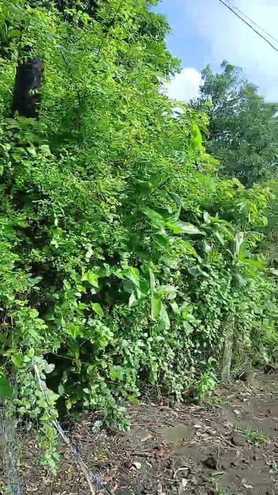 Đất ở Nghĩa Dũng, Quảng Ngãi 374m² giá 620 triệu - Đất ở 100% chính chủ!