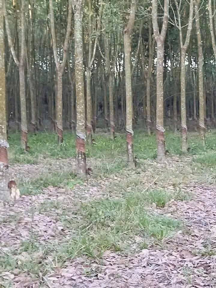 Đất Farm 3 sào xã Long Hòa, Dầu Tiếng, 12.000m² giá 1.2 tỷ - Đầu tư sinh lời ngay!