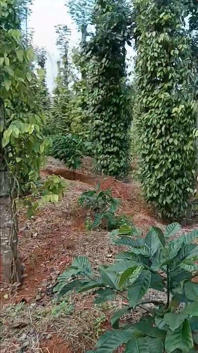 Đất nền Nam Bình Đắk Song 16.000m² giá 2.7 tỷ - Sổ đỏ chính chủ