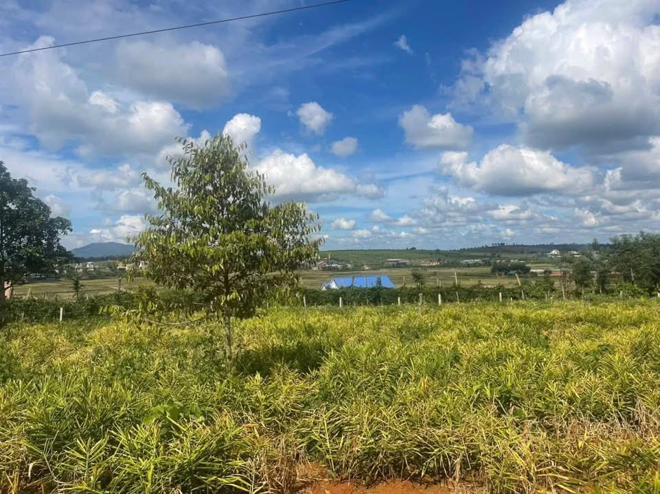 Đất nền xã Thuận An 1260m² giá 1.26 tỷ - Vị trí đẹp, đầu tư sinh lời!