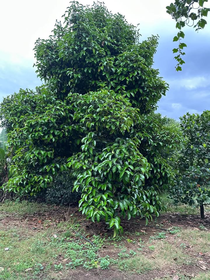 Đất vườn Bình Lộc Long Khánh 10000m² giá 1.5 tỷ - Sổ hồng riêng, ô tô vào tận nơi!