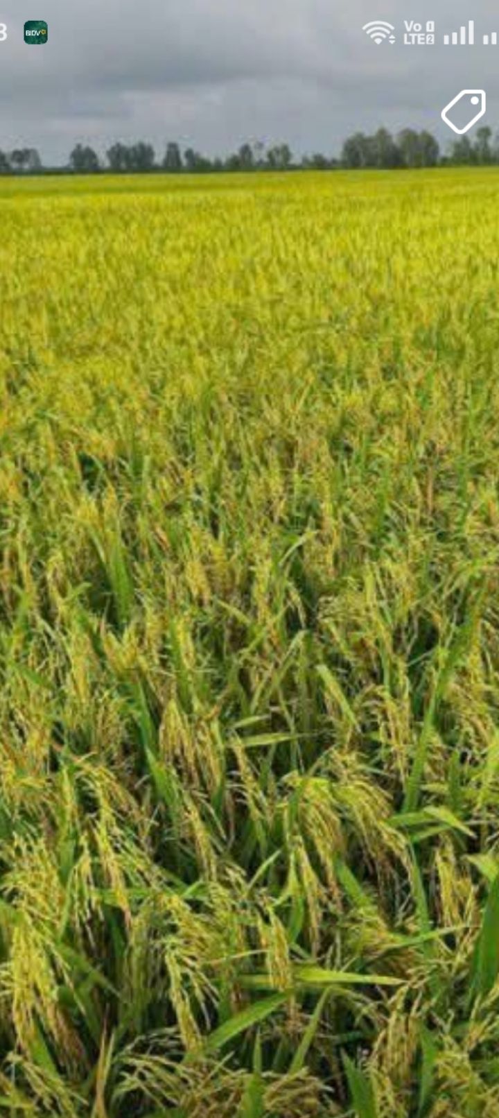 Đất mặt tiền sông lớn tại xã Vĩnh Phú, huyện Giang Thành - Giá chỉ 110 triệu!