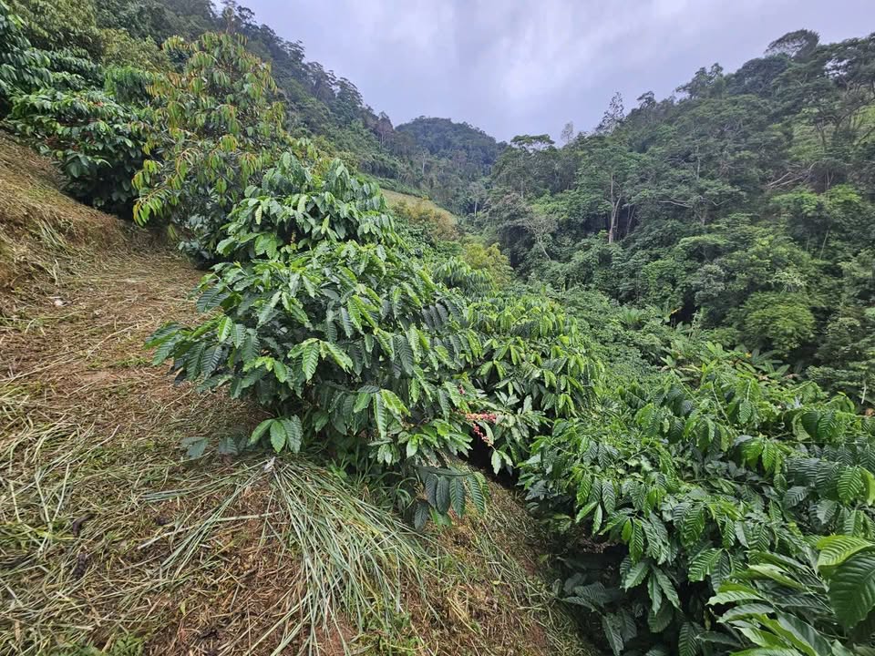 Đất nền Liêng Srônh, Đam Rông, 20.000m² - Sổ đỏ chính chủ, giá chỉ 1.55 tỷ!