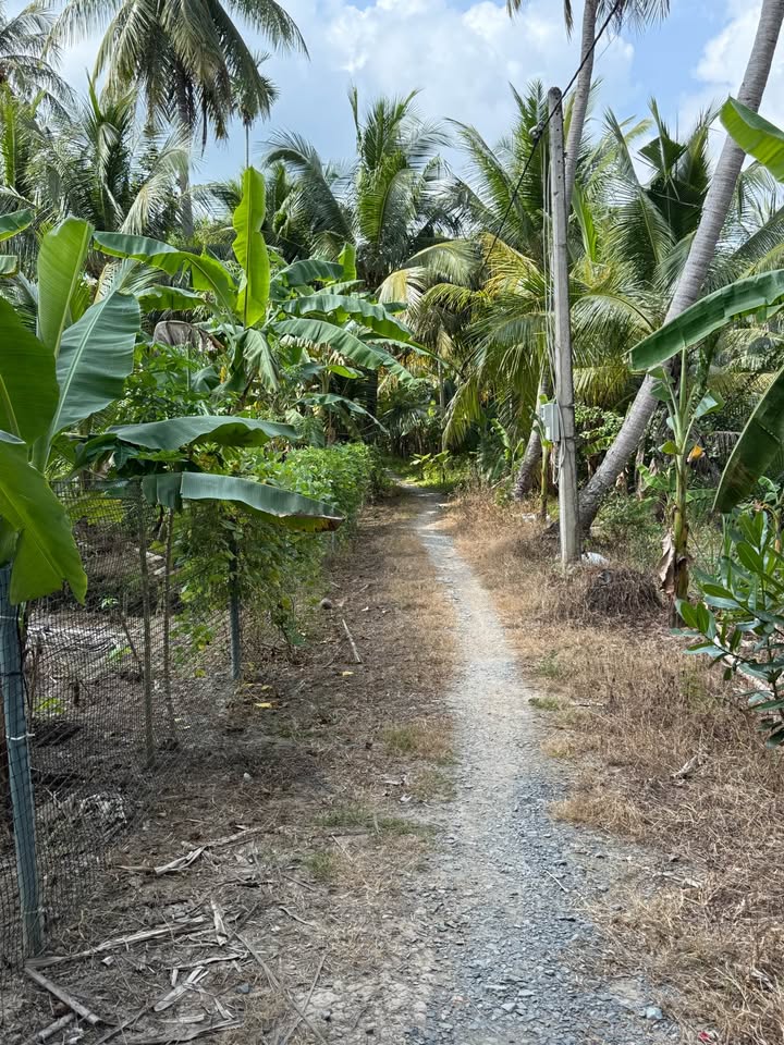 Đất thổ cư Nhị Long, Càng Long 2960m² giá 1.25 tỷ - Cơ hội đầu tư tuyệt vời!