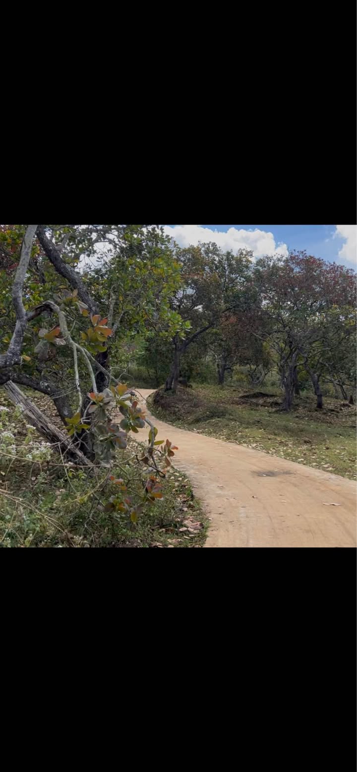 Đất rẫy điều 1,9 ha tại Thọ Sơn, Bù Đăng - Giá chỉ 1.615 tỷ