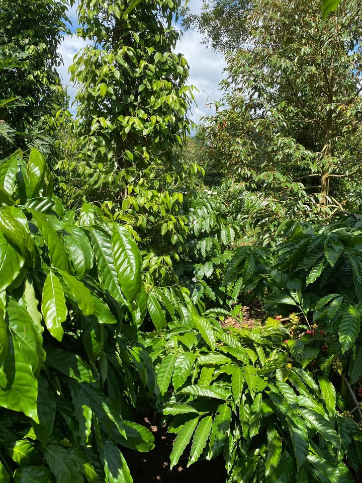 Đất rẫy cà phê Cư Suê 6000m² giá 2.22 tỷ - Đầu tư sinh lời hấp dẫn!