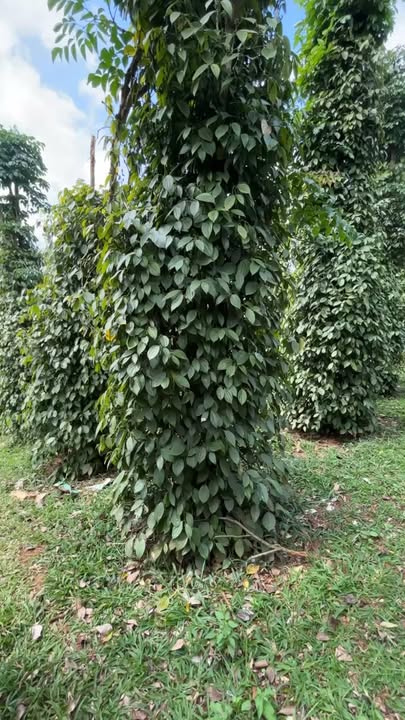 Đất thổ cư 8000m² thôn 8 Đắk Buk So giá chỉ 1.6 tỷ - Sổ đỏ chính chủ!