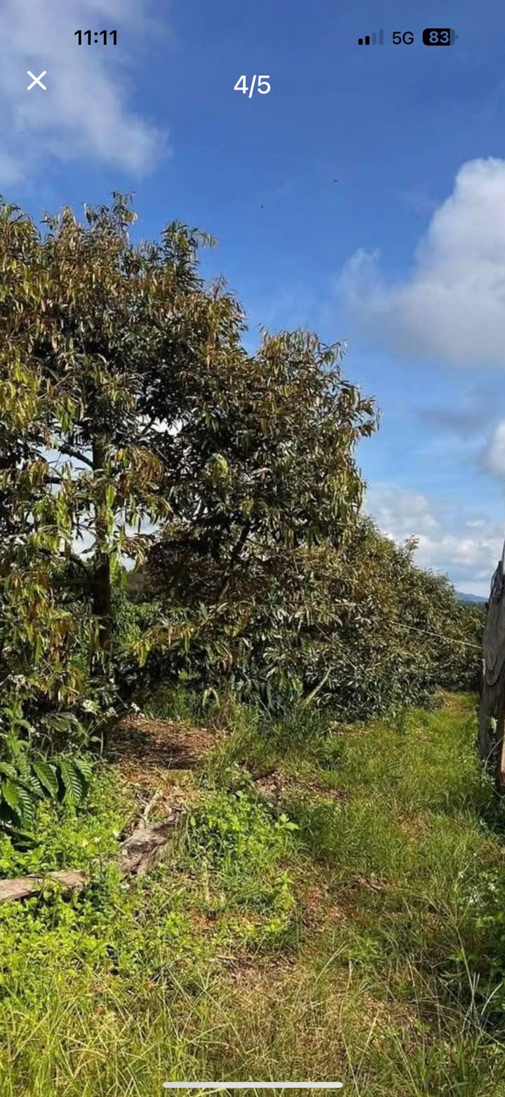 Đất Farm 2,9ha tại Thôn 8, xã Ea Nam, Đắk Lắk - Giá chỉ 5.5 tỷ!