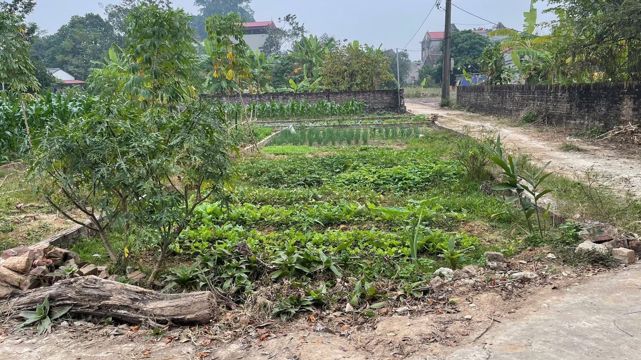 Đất nền Tân Minh, Sóc Sơn 79.6m² giá 1 tỷ - Lô góc thoáng mát!