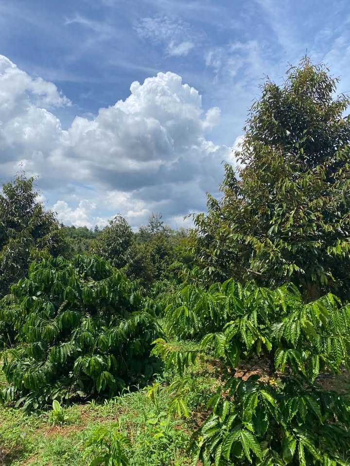 Đất Farm đường Đinh Văn Gió, Buôn Hồ 5000m² chỉ 1.75 tỷ - Mảnh đất lý tưởng cho đầu tư!