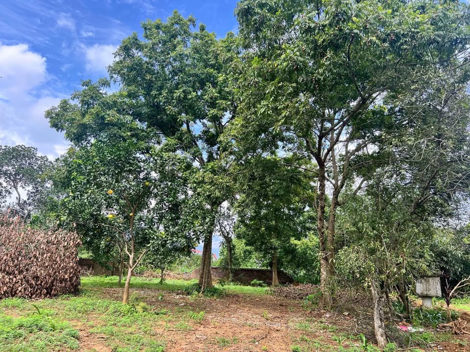 Đất nền Đông Xuân, Quốc Oai 1759m² giá chỉ 7 triệu - Đầu tư sinh lợi ngay!