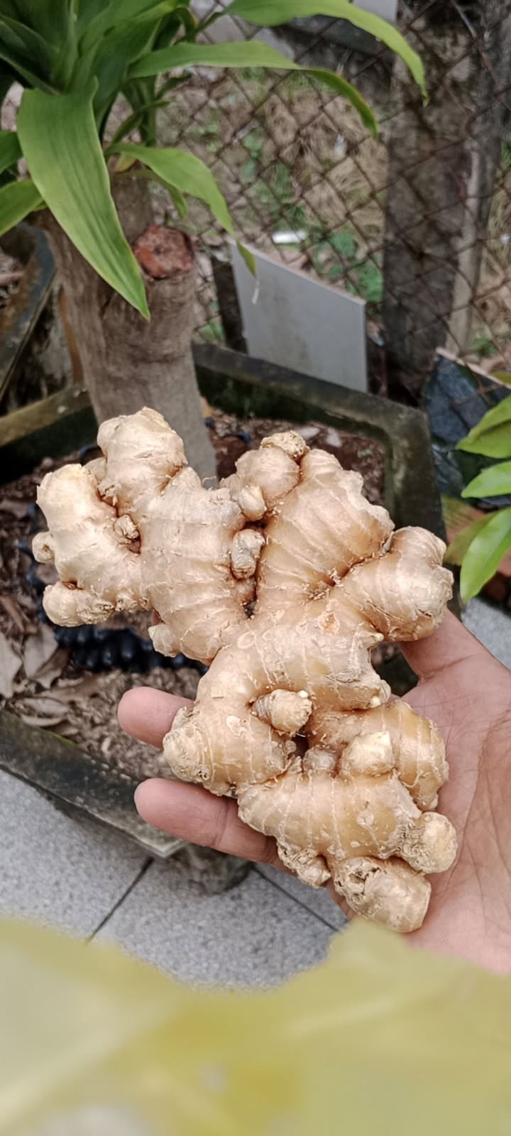 Đất nền Hòa Thành Tây Ninh 800m² giá chỉ 9x triệu - Cơ hội đầu tư tuyệt vời!