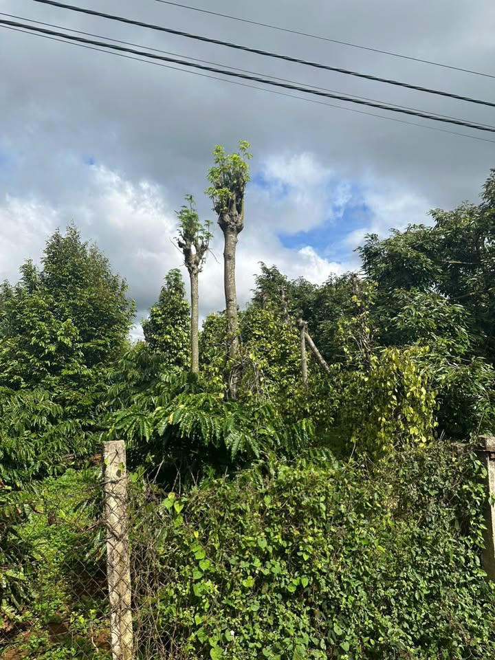 Đất nền Ea Tu Buôn Ma Thuột 2000m² - Cơ hội đầu tư hấp dẫn!