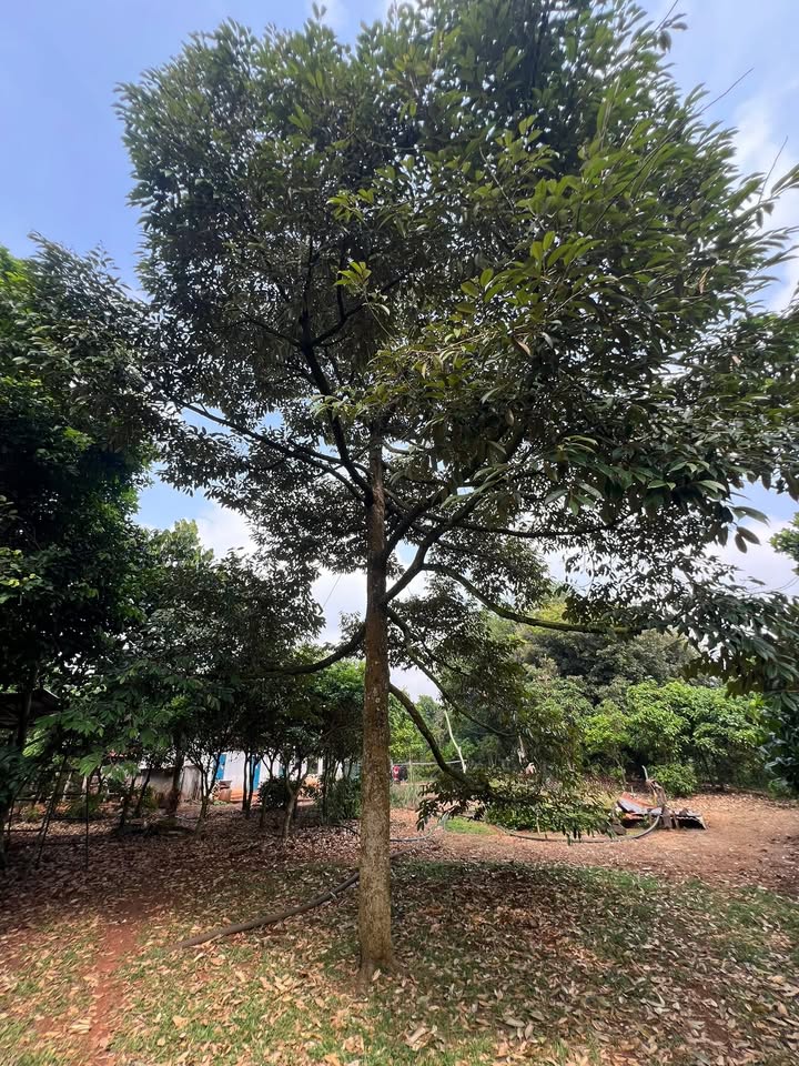 Đất nền Bảo Bình Cẩm Mỹ 1,3 mẫu giá 6,5 tỷ - Tiềm năng phát triển vượt bậc!