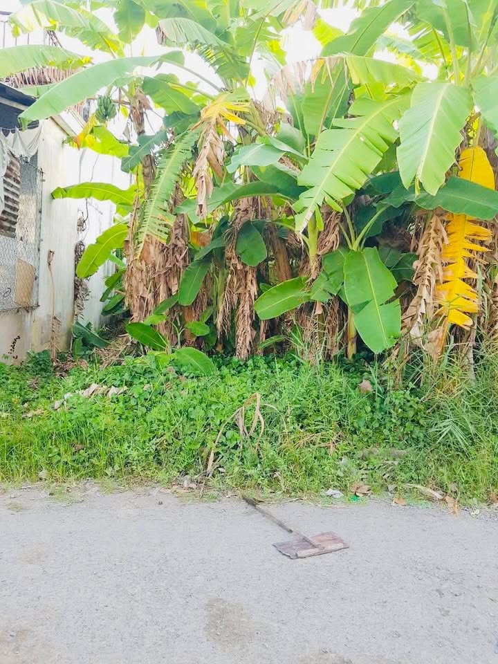 Đất nền Tân Phú, Tam Bình, Vĩnh Long 6003m² - Cách QL1A chỉ 30m!