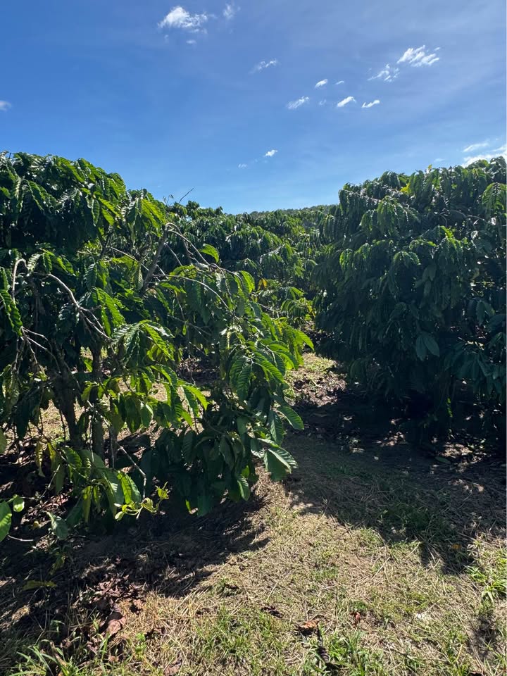 Đất nền Đà Loan, Đức Trọng 3200m² giá chỉ 2.1 tỷ - Cơ hội đầu tư không thể bỏ lỡ!