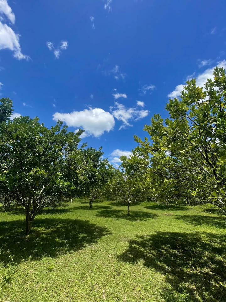 Đất nền 5000m² tại Phú Vinh, Tân Lạc - Giá chỉ 1.2 tỷ, đầy tiềm năng đầu tư!