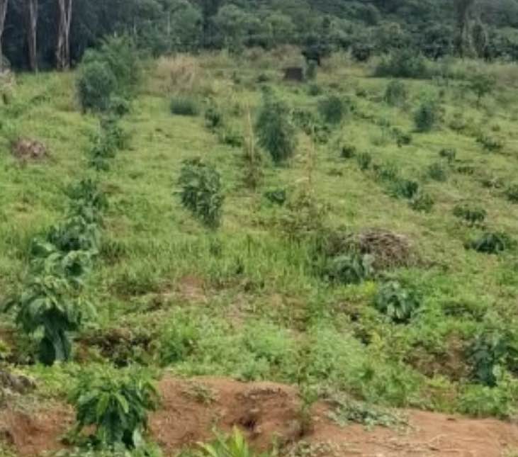 Đất nông nghiệp 2.6ha Đắk Nia, Gia Nghĩa - Sổ đỏ chính chủ, giá 1.8 tỷ, đầu tư sinh lời!