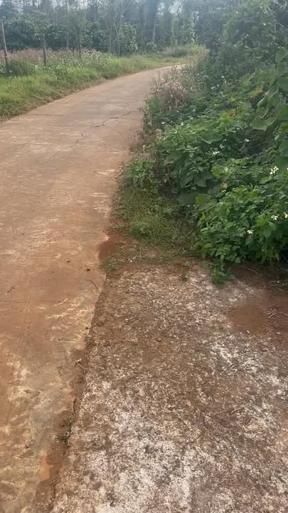 Đất nông nghiệp tại Chợ Cầu Bục, Đắk Nông 23.000m² giá 5,6 tỷ - Cơ hội đầu tư sinh lời!