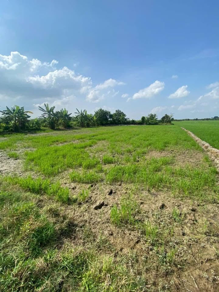 Đất nền 1153m² xã Phú Lễ, Ba Tri - Giá chỉ 185 triệu - Cơ hội đầu tư lý tưởng!