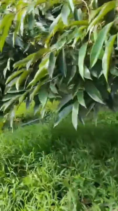 Đất 1000m² tại Ấp Hòa Điền, Cái Bè - Giá 760 triệu - Đầu tư sinh lời bền vững!