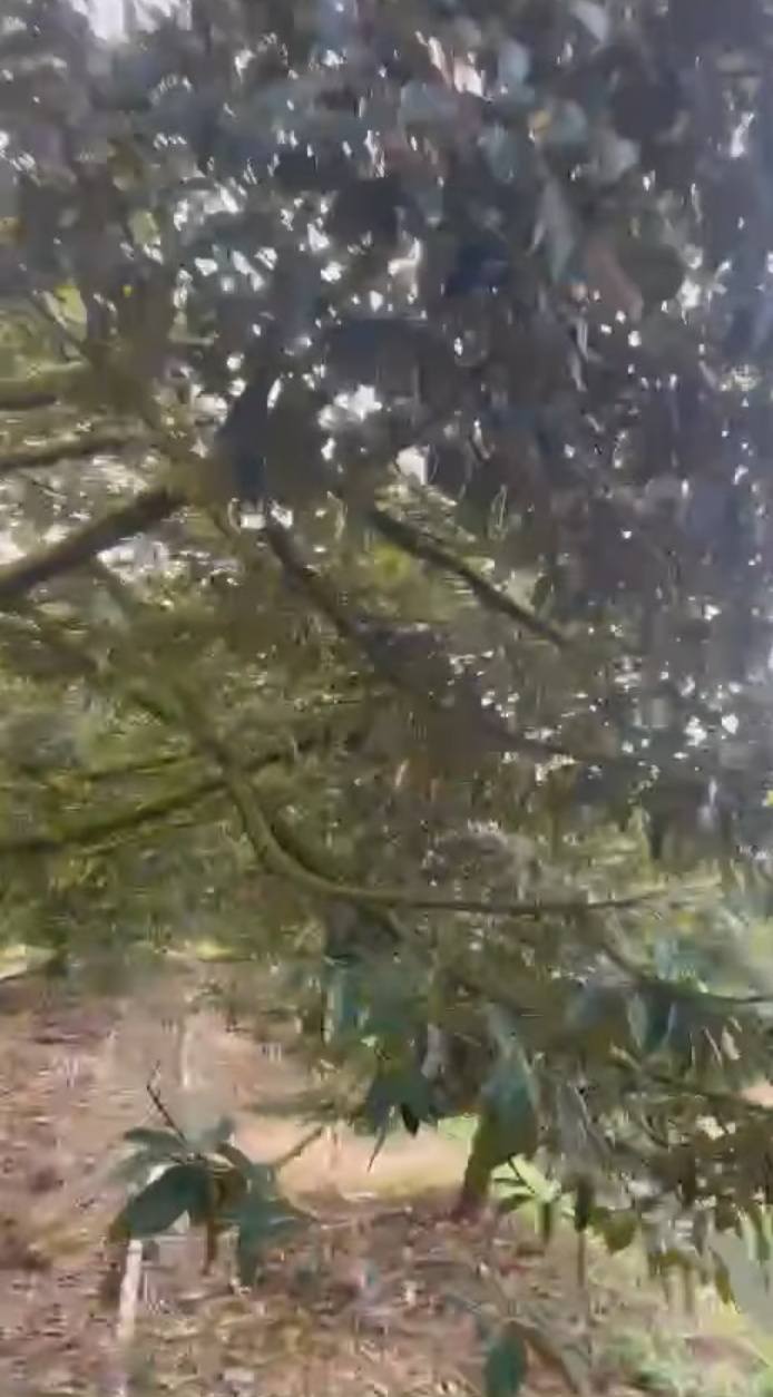 Đất Farm 90,000m² An Thái Trung Cái Bè giá 16.2 tỷ - Đầu tư sinh lời bền vững!