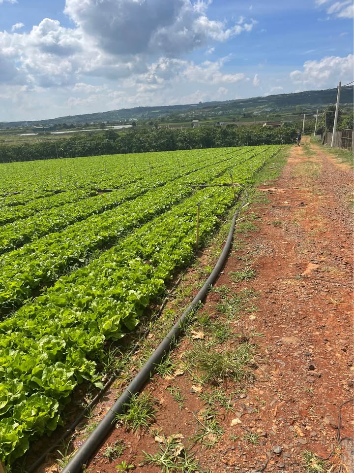 Đất nền Tân Hội, Đức Trọng 6 sào - Đường xe tải, gần sân bay Liên Khương!