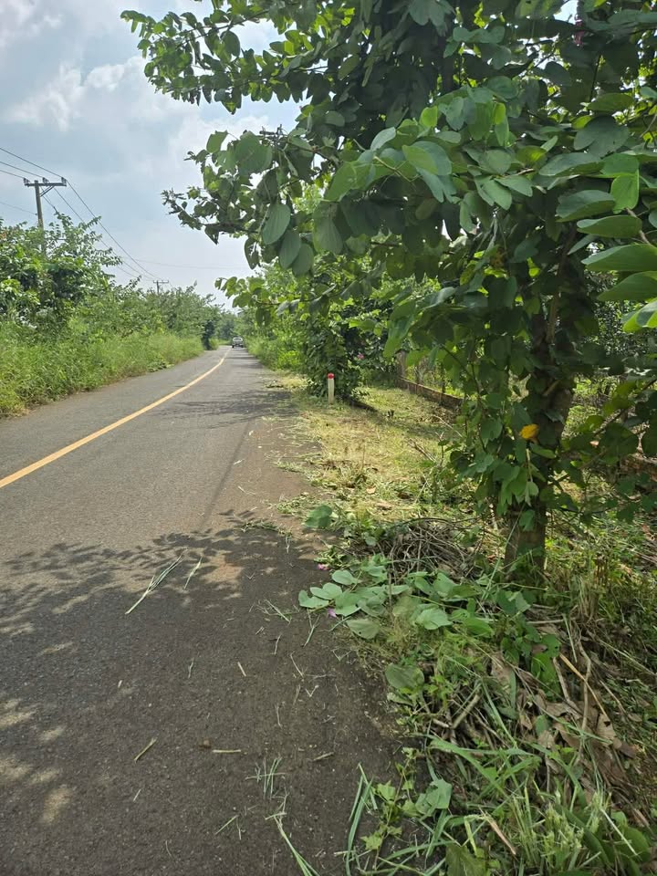 Đất vườn Cẩm Mỹ 15.000m² giá 1.35 tỷ - Sổ đỏ riêng, mặt tiền đường nhựa!