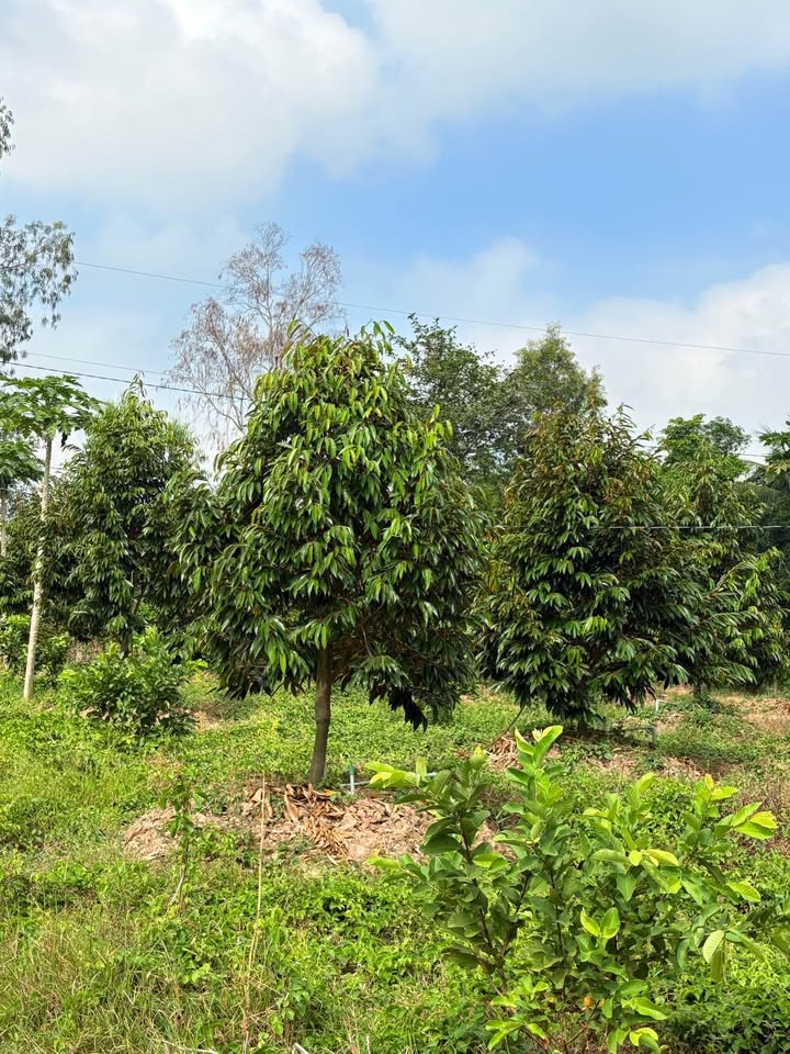 Đất Farm 16 Công tại Mỹ Hiệp, Đồng Tháp - Đường ô tô tới nơi, giá 6.6 tỷ