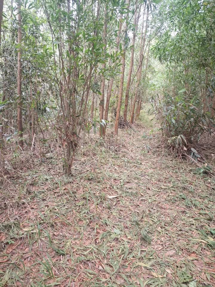 Farm Hòa Bình Kon Tum 8ha giá 900 triệu - Cơ hội đầu tư hấp dẫn!