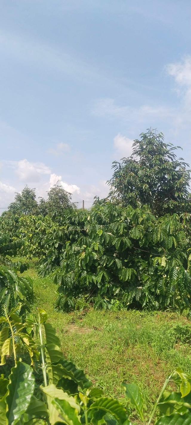 Đất ở Phú Xuân, Krông Năng 260m² giá 1.15 tỷ - Cơ hội đầu tư tuyệt vời!