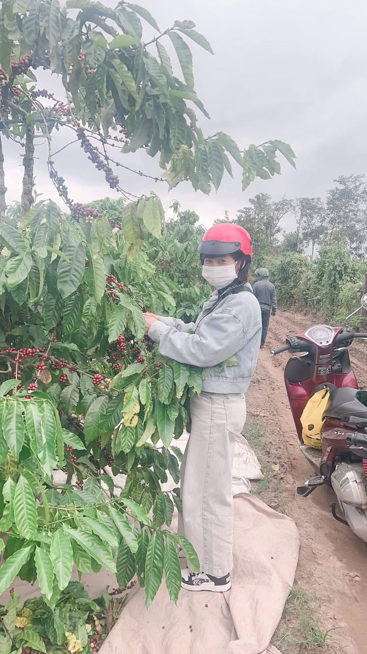 Đất nền Vụ Bổn, Krông Pắc 4,8 sào giá chỉ 650 triệu - Cơ hội đầu tư hấp dẫn!