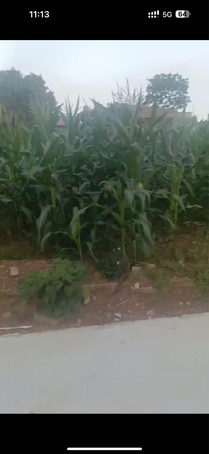 Đất thổ cư Tiên Kiên 90m² giá 600 triệu - Cơ hội đầu tư tốt!