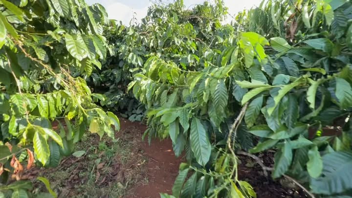 Đất nông nghiệp Đak Đoa, Gia Lai 1,37ha giá 2,6 tỷ - Tiềm năng đầu tư lớn!