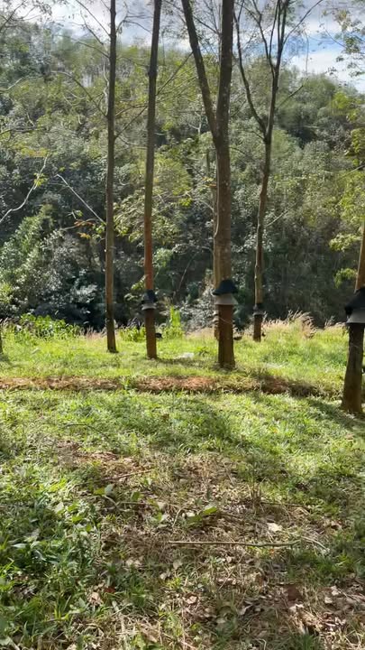 Farm Sa Nhơn 4.5ha giá 2.5 tỷ - Đất triền, gần cây cao su và cà phê