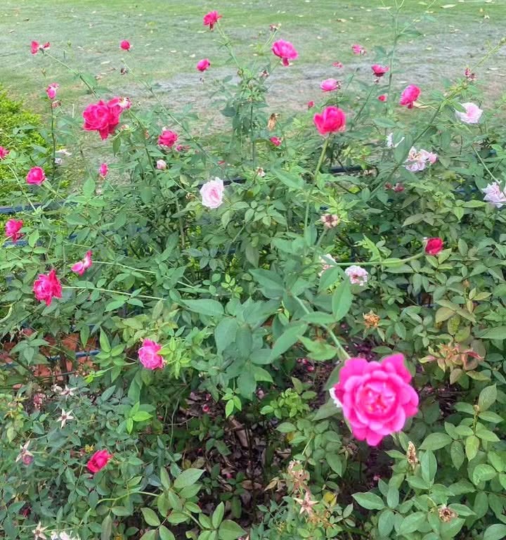 Đất thổ cư Tịnh Bắc 500m² giá 400 triệu - Vị trí đắc địa tại Quảng Ngãi!