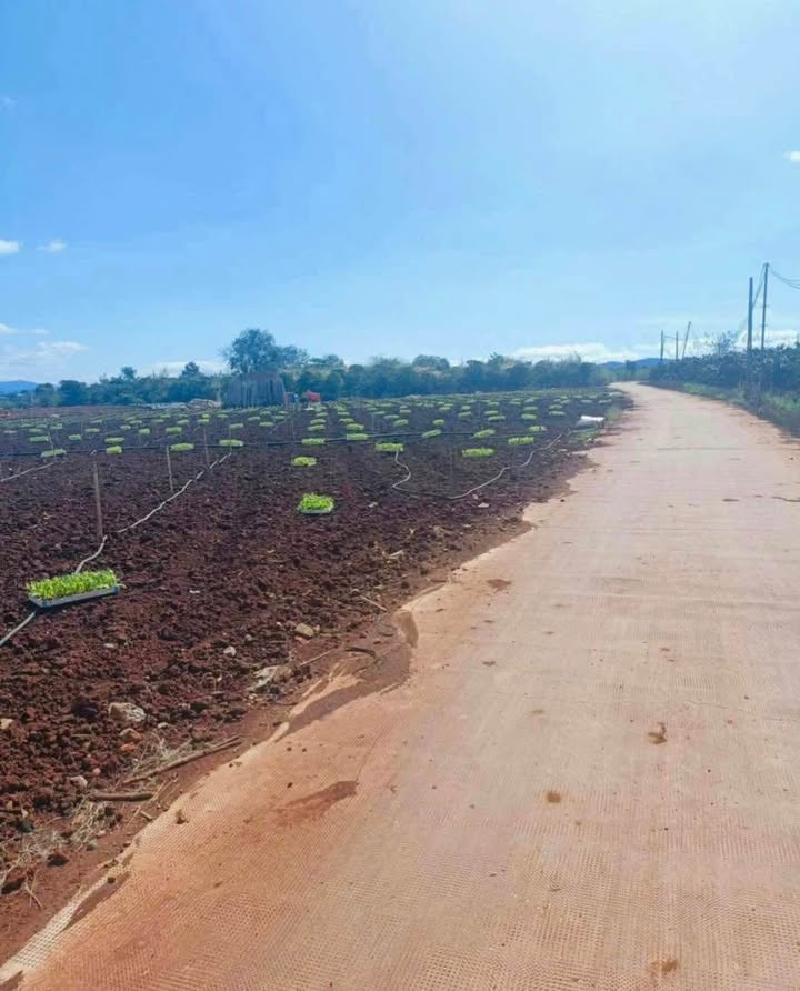 Đất nền Tân Hội, Đức Trọng 155m² giá 420 triệu - Đầu tư sinh lời ngay!