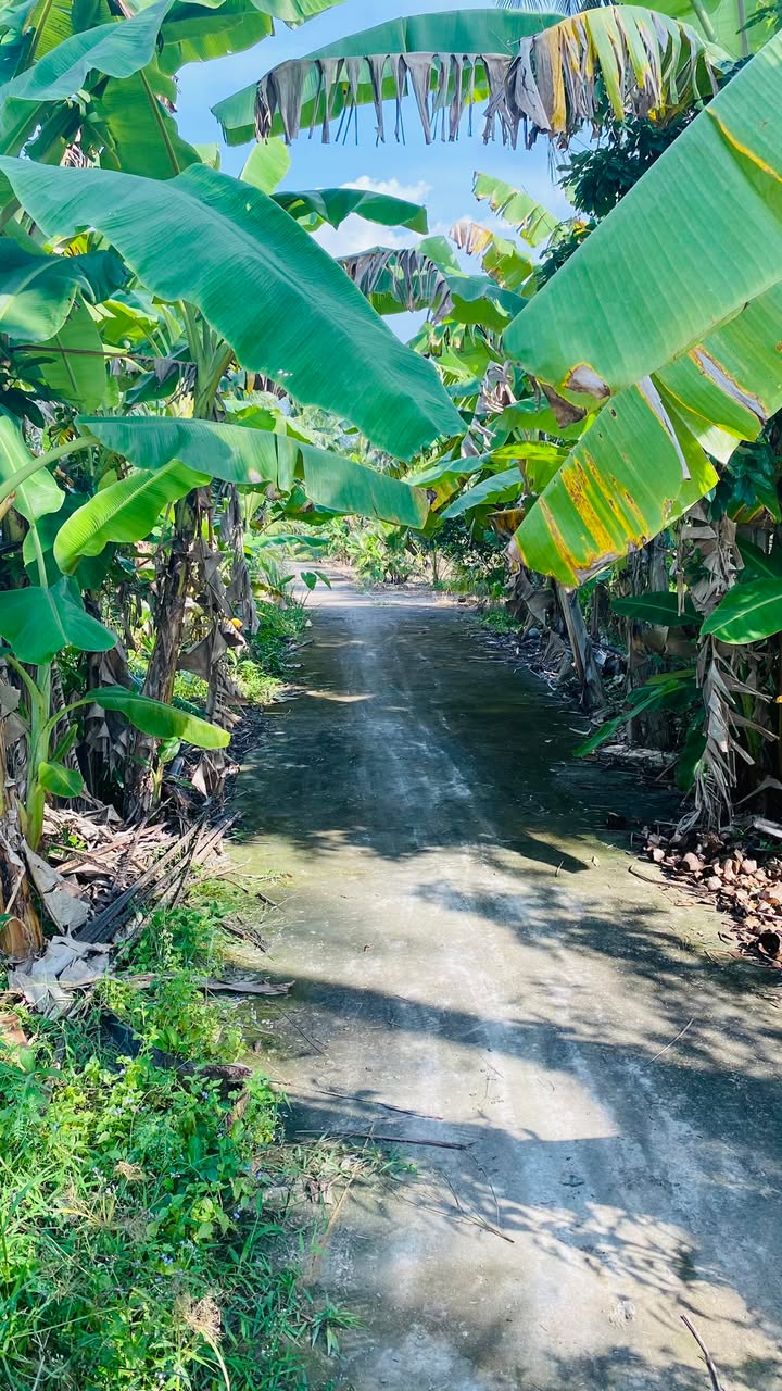 Bán đất vườn Phú An Hòa, Châu Thành, Bến Tre 300m² - Đất thổ cư 100%, giá tốt!