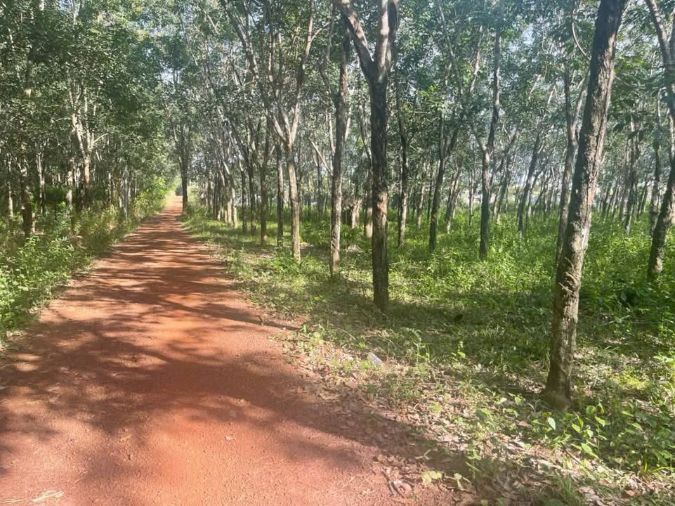 Đất nền An Phú Tân Uyên 50.000m² giá 6 tỷ - Sổ đỏ chính chủ, đầu tư sinh lời!