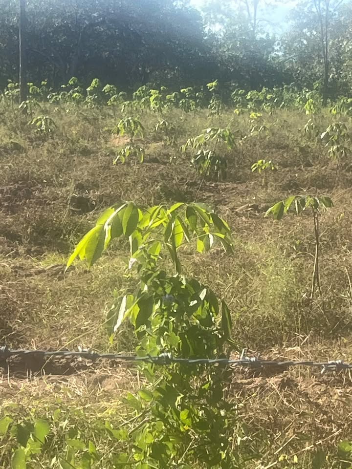 Đất nông nghiệp Lộc Hưng 84,000m² - Cơ hội đầu tư hấp dẫn!