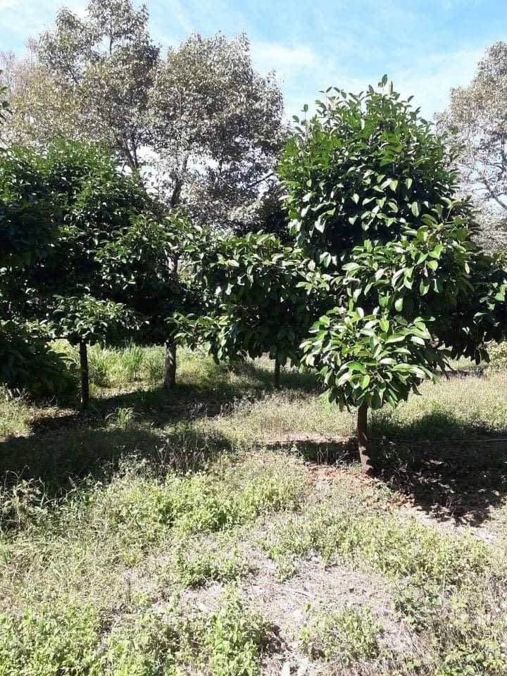 Đất nông nghiệp Xà Bang Châu Đức 2388m² giá 1.7 tỷ - Đầu tư sinh lời hấp dẫn!