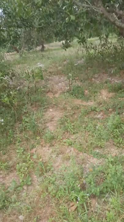 Đất nền 1ha xã Ia Pa - Giá chỉ 280 triệu - Đầu tư sinh lời cao!