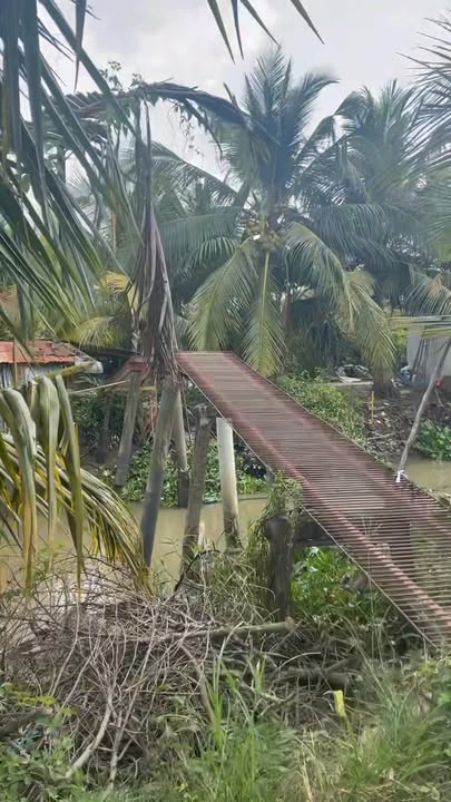 Đất Farm Thới Thạnh 7170m² giá 2.7 tỷ - Nhiều loại trái cây cho thu hoạch!