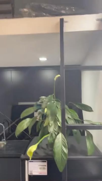 Phòng cho thuê tại Tôn Thất Tùng 16m² giá 4 triệu - Vào ở ngay!