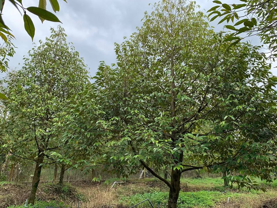 Farm 4 công tại Long Khánh, Cai Lậy - Giá 2.967 tỷ, đất đẹp, cây ăn trái lâu năm