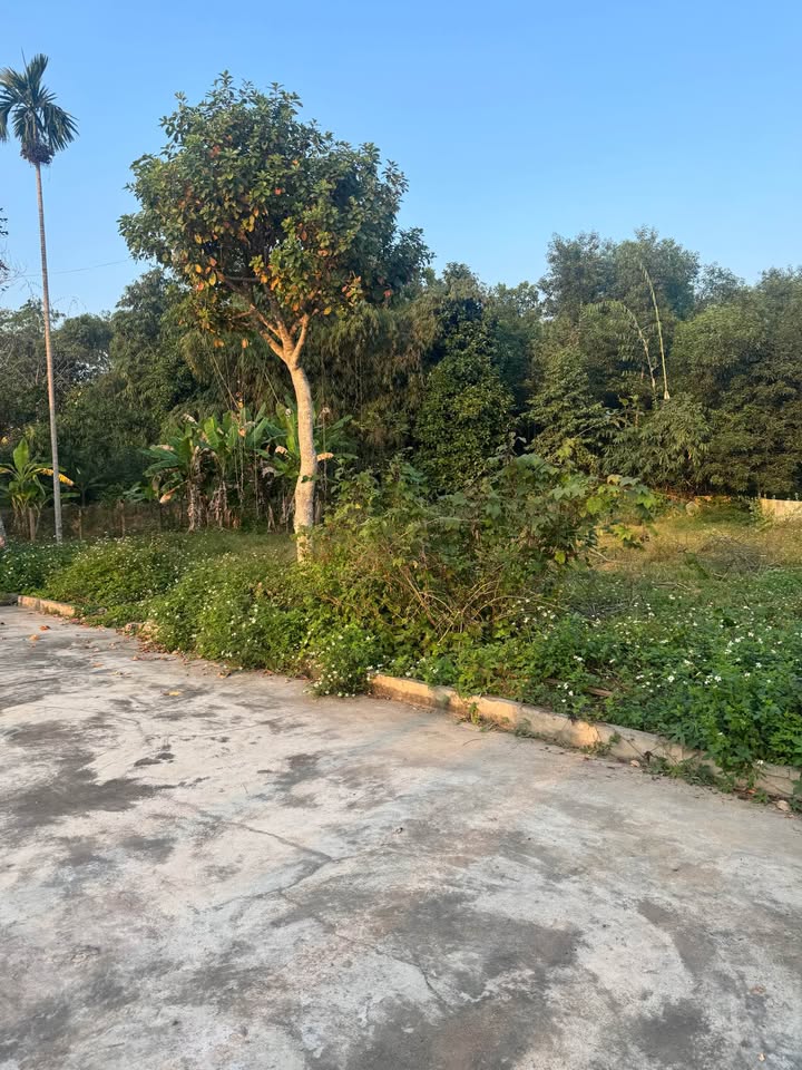 Đất thổ cư 400m² giá 2.65 tỷ - Vị trí đắc địa tại thôn Đình Vàng