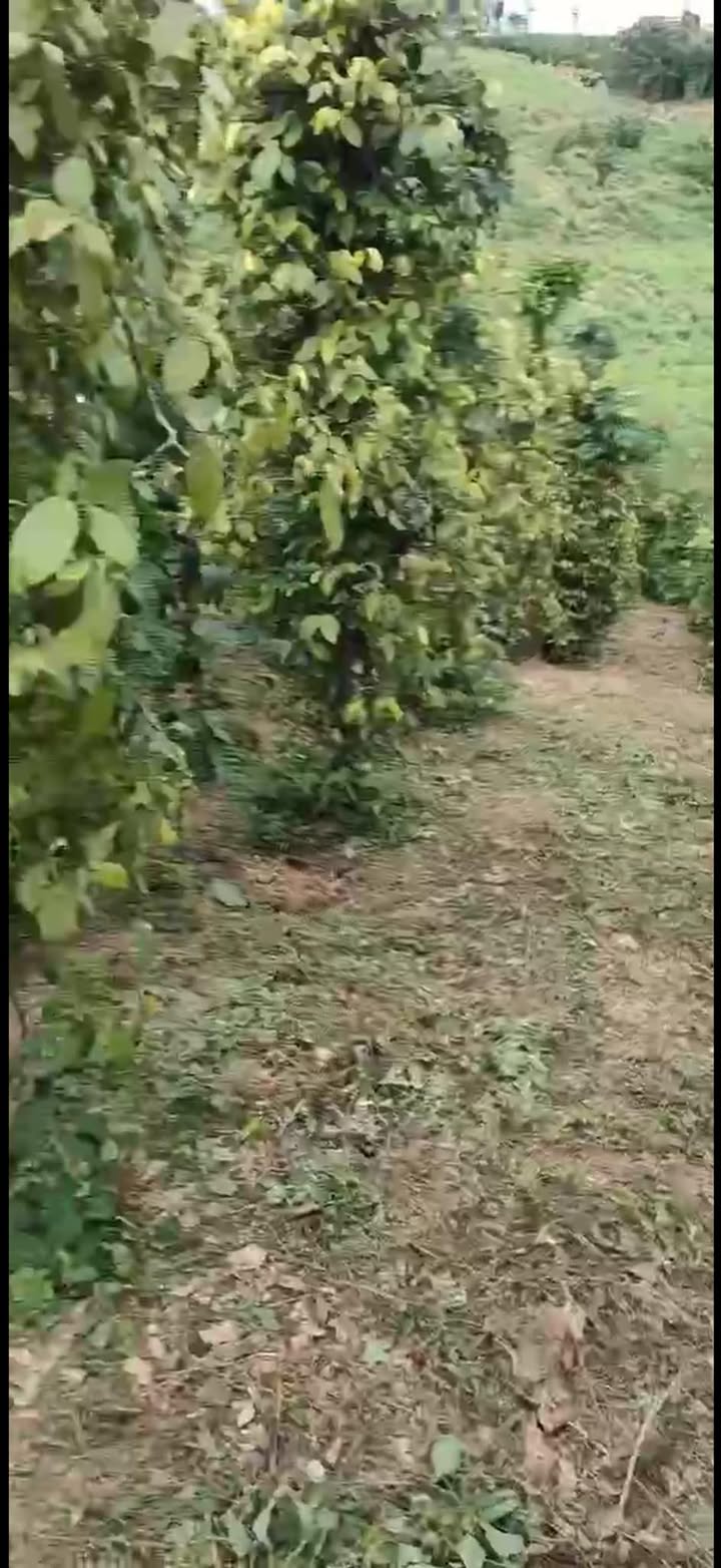 Đất nền 8000m² tại Trúc Sơn, Cư Jút - Giá thỏa thuận, tiềm năng cao!